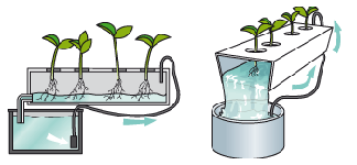 Техника питательного слоя (NFT)
